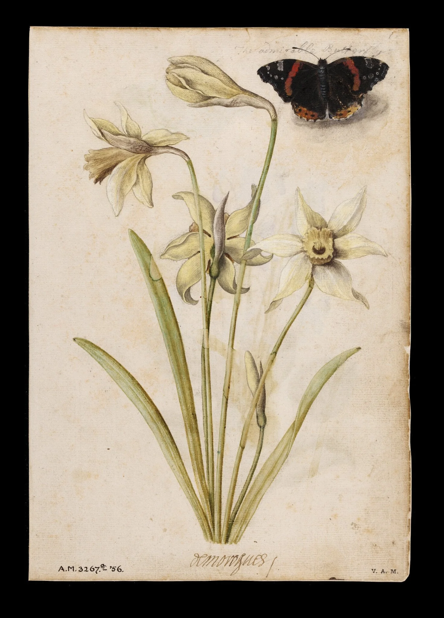 Daffodils and red admiral butterfly; Violets and red admiral butterfly, detail