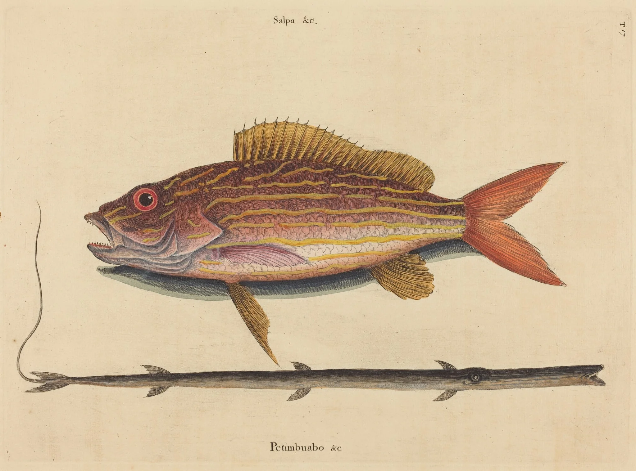 The Lane-snapper (Sparus synagris), detail