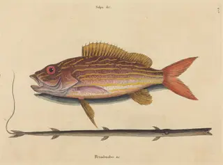 The Lane-snapper (Sparus synagris), by Mark Catesby, ink, 1737
