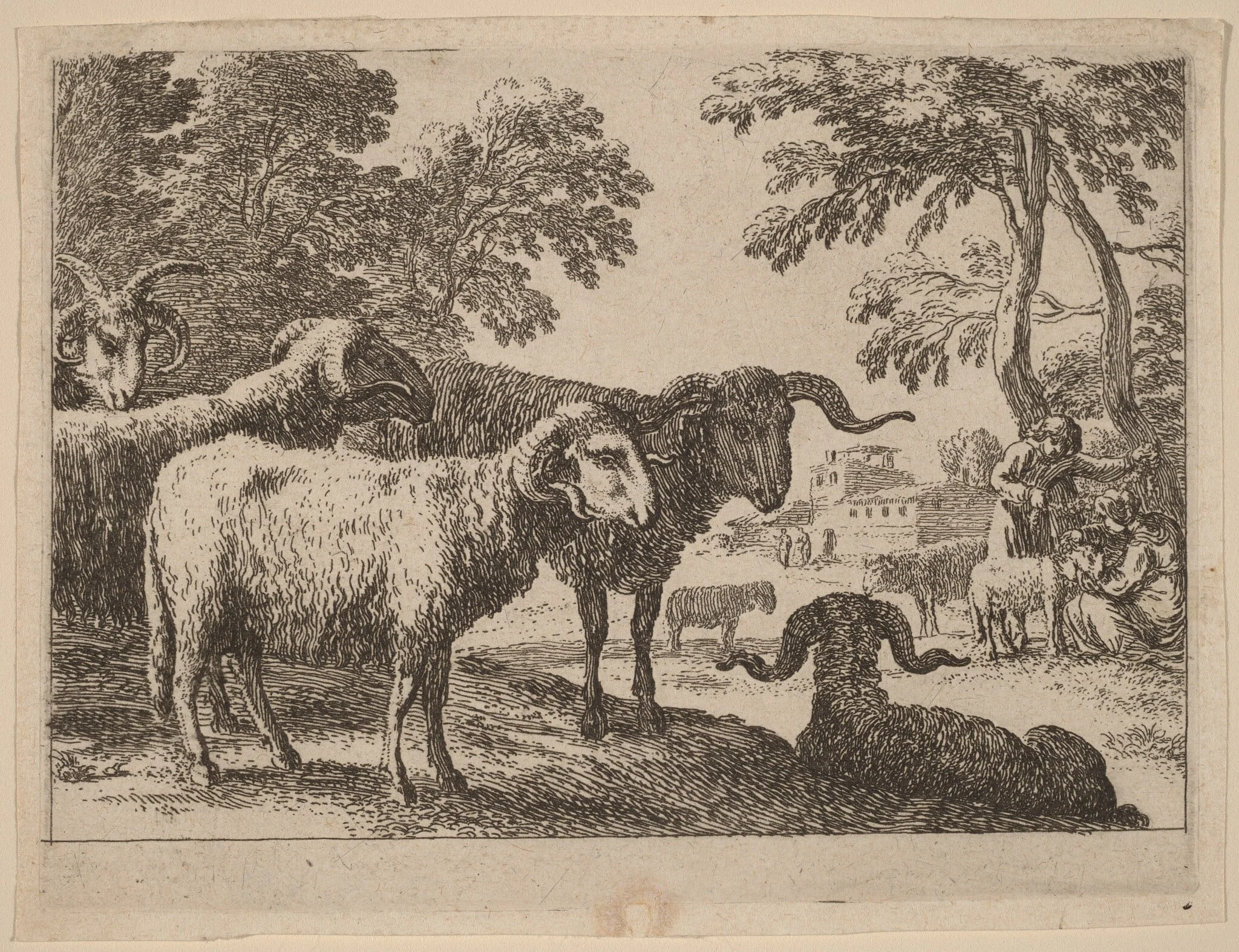 Rams, detail