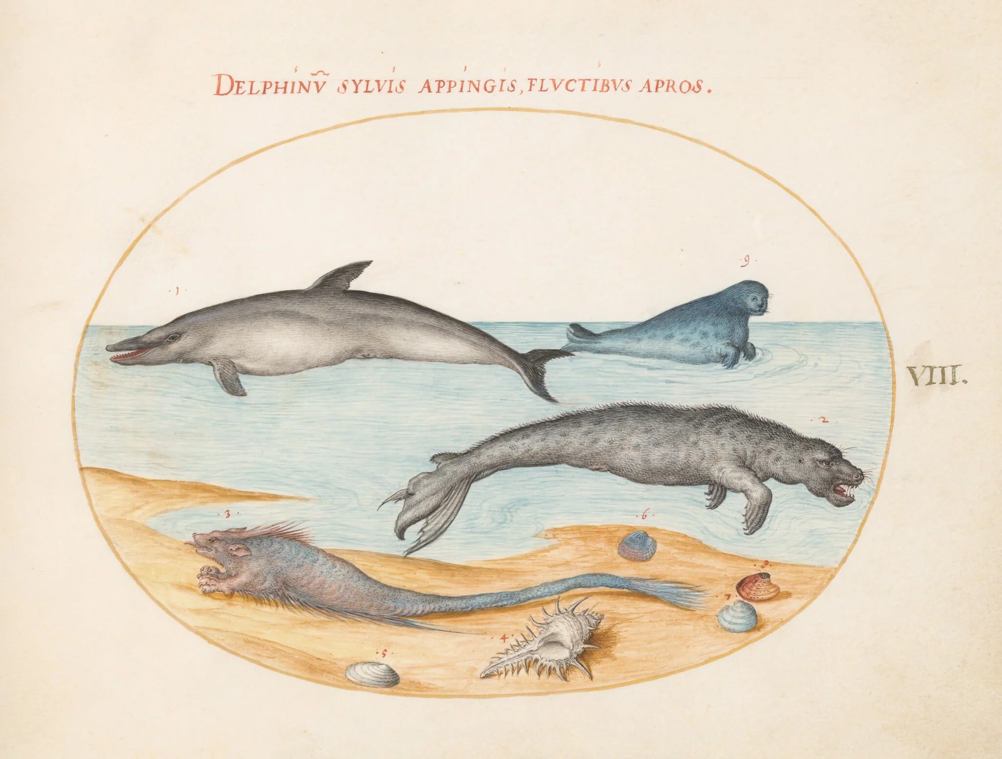 Plate 8: A Dolphin, Two Seals, a Brethmechin, and Shells, detail