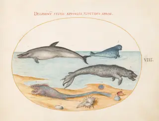 Plate 8: A Dolphin, Two Seals, a Brethmechin, and Shells, by Joris Hoefnagel, gouache, 1594