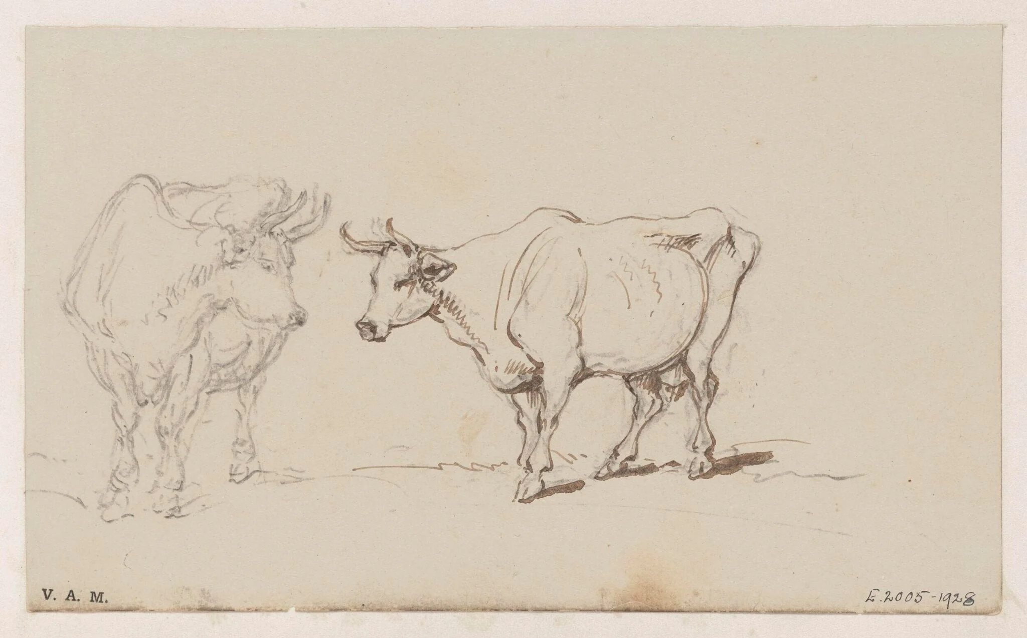 Two drawings of a cow, detail