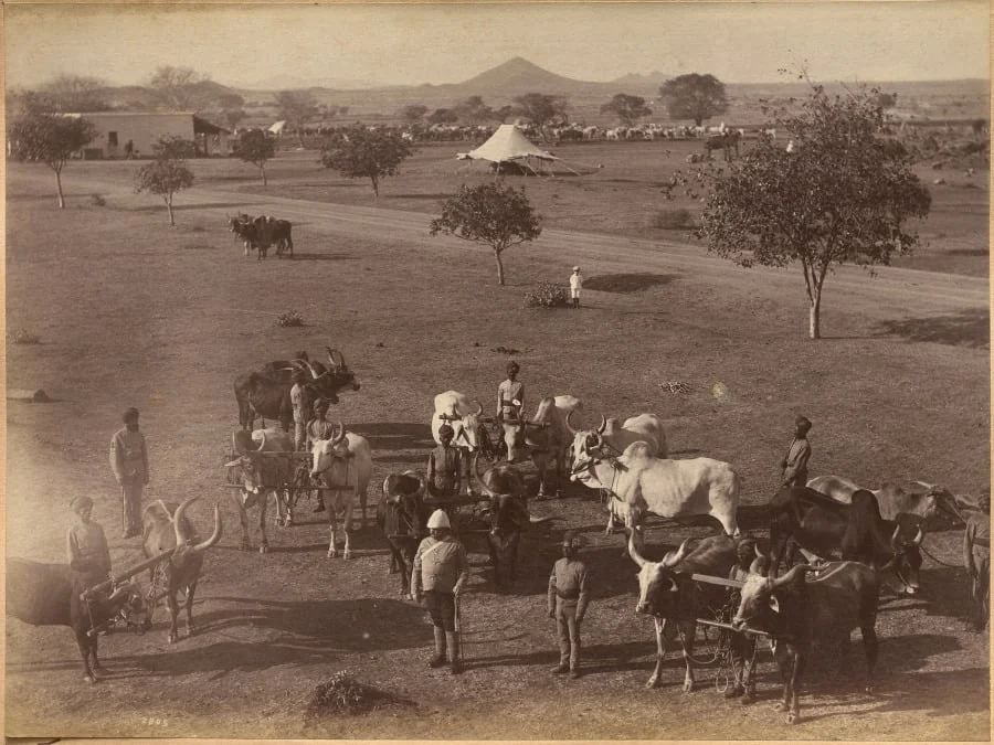 Bullocks of Elephant Battery, Jhansi, detail