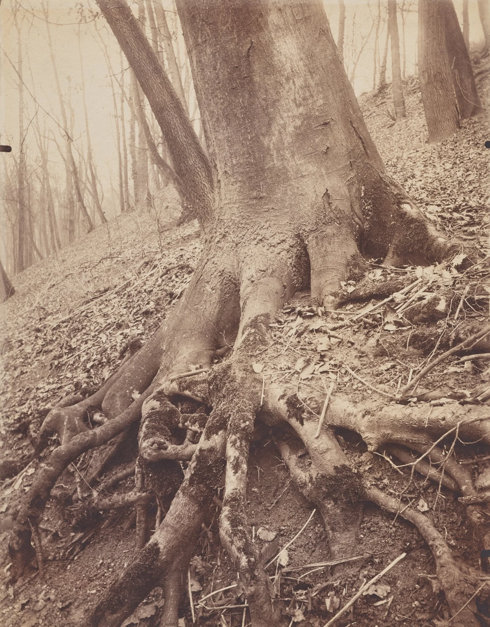 Trees and Roots, detail