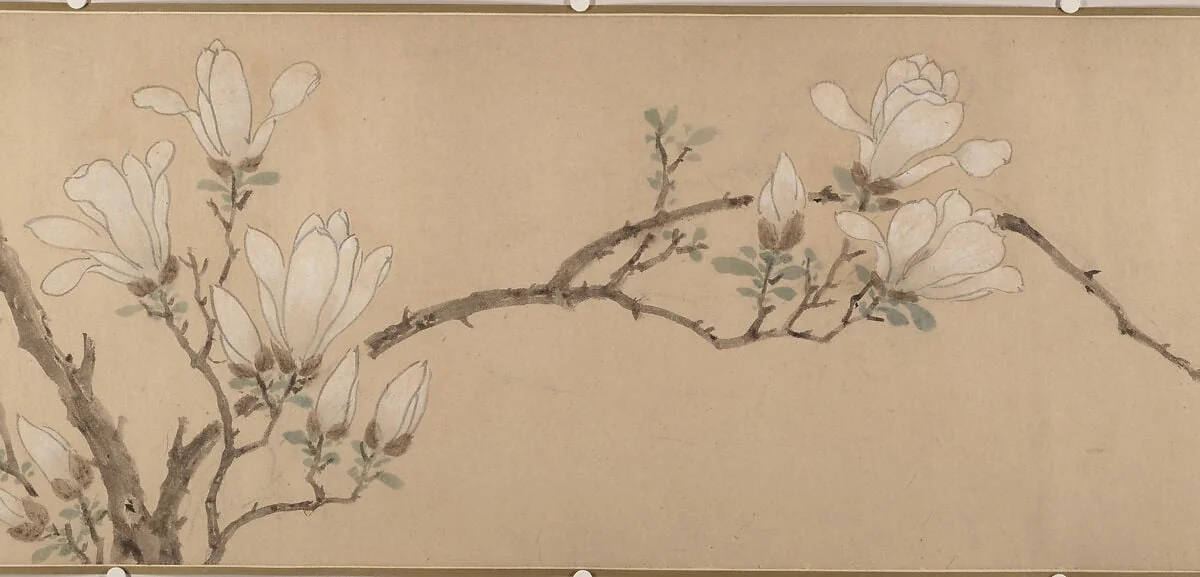 明 佚名（文徵明款） 玉蘭圖 卷|Magnolia, detail