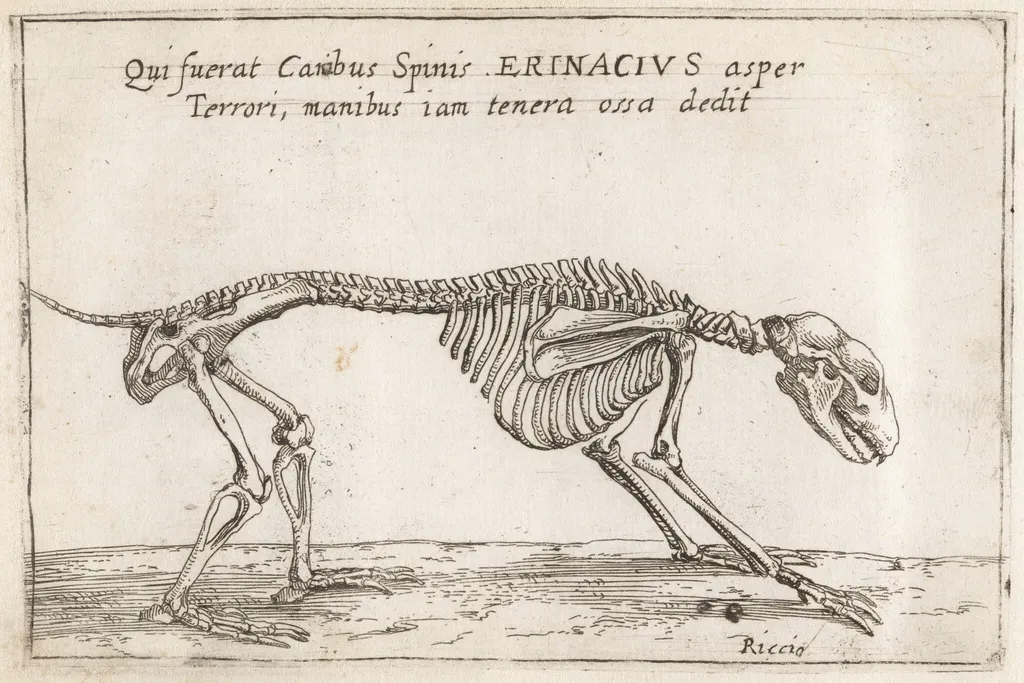 Skeleton of a Hedgehog, by Teodoro Filippo di Liagno, ink, 1620