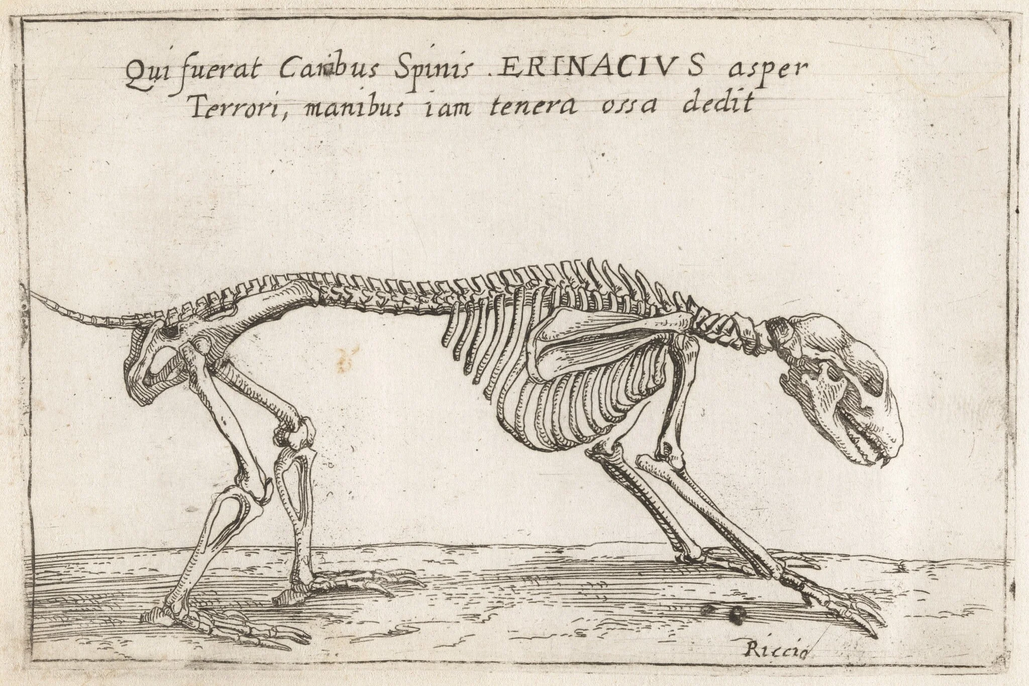Skeleton of a Hedgehog, detail