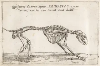 Skeleton of a Hedgehog, by Teodoro Filippo di Liagno, ink, 1620