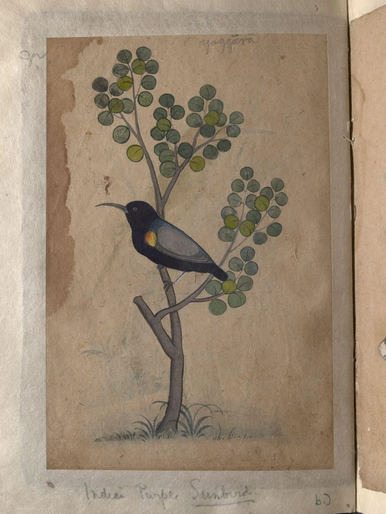 Depictions of a common Indian bee-eater and a Indian purple sunbird of Northern India, detail