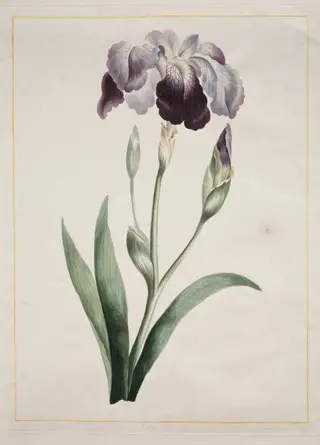 Japanese Iris (Large Blue Iris), by John Edwards, 1801