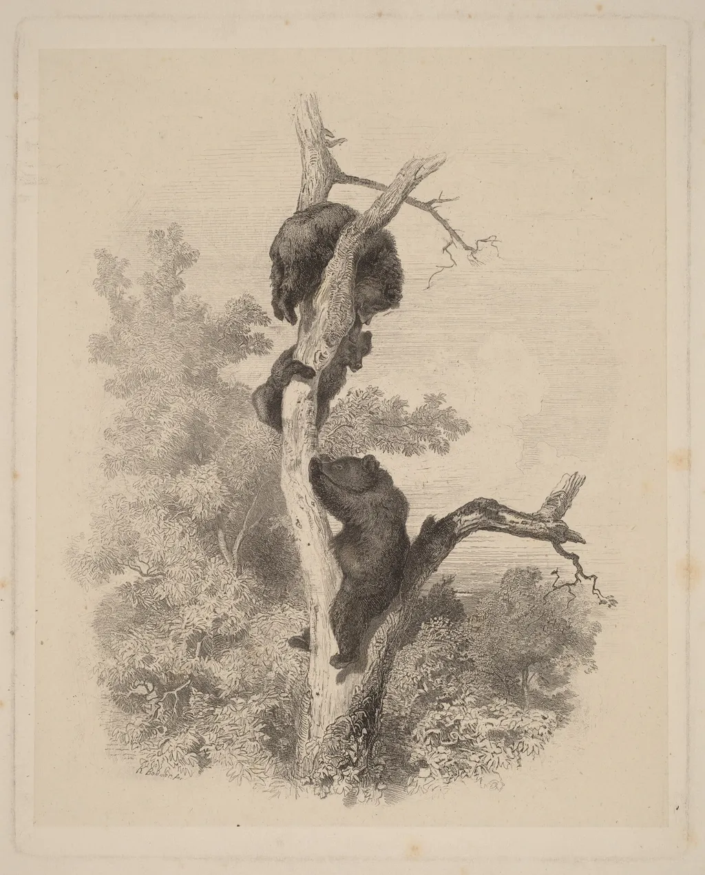 Les Ours (The Bears), by Karl Bodmer, ink, 1866