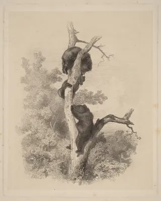 Les Ours (The Bears), by Karl Bodmer, ink, 1866