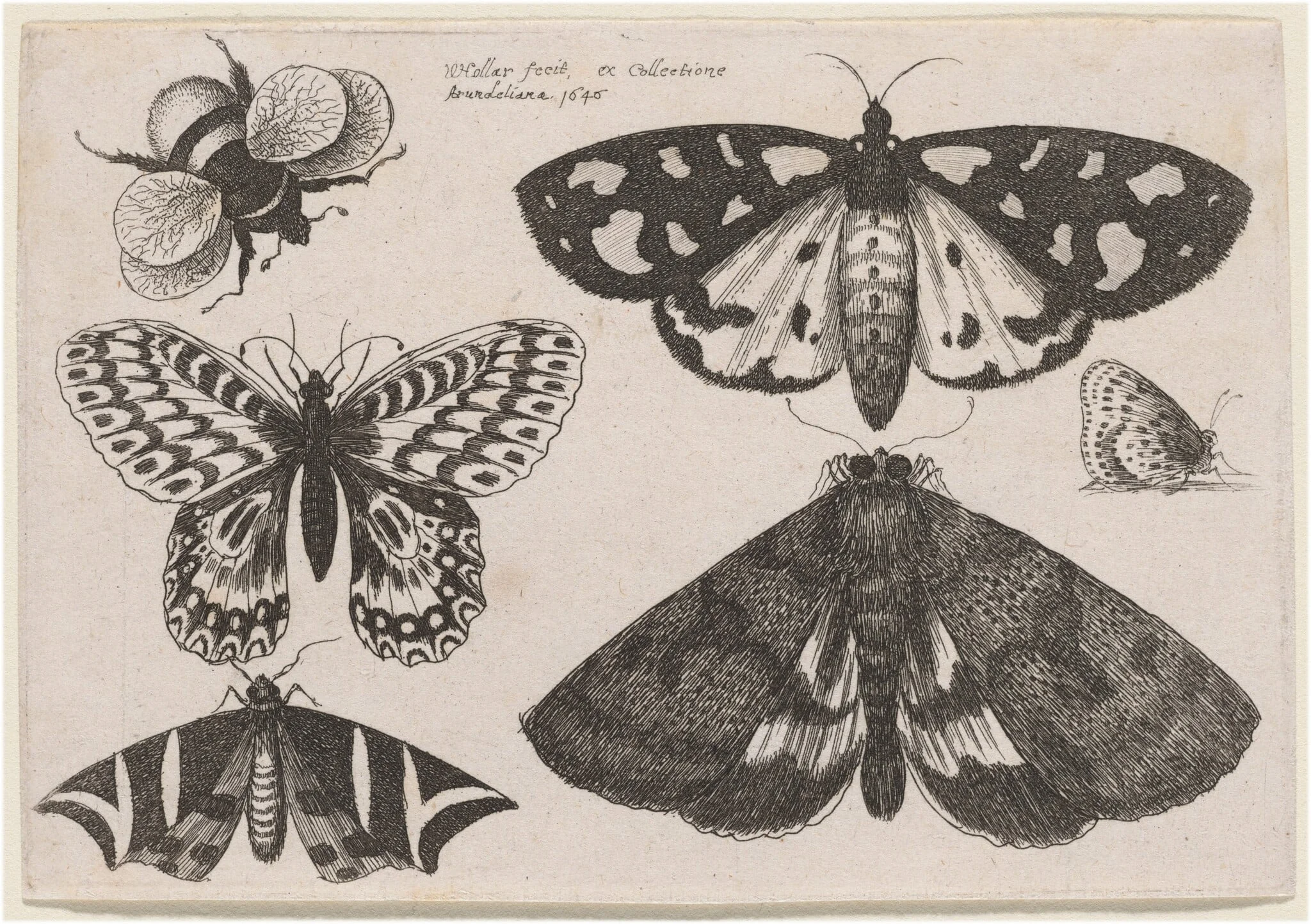 Three Moths, Two Butterflies, and a Bumble Bee, detail