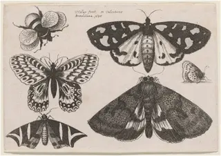 Three Moths, Two Butterflies, and a Bumble Bee, by Wenceslaus Hollar, ink, 1646