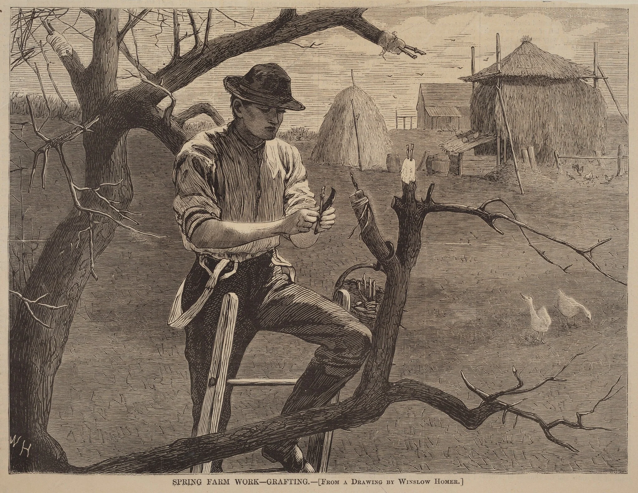 Spring Farm Work - Grafting, detail