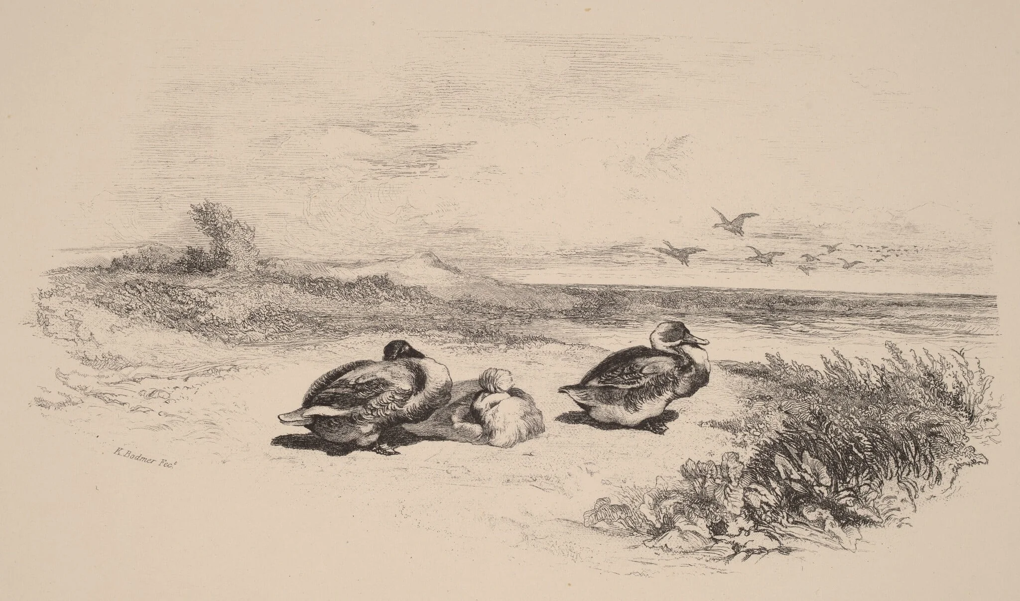 Canards Sauvages, detail