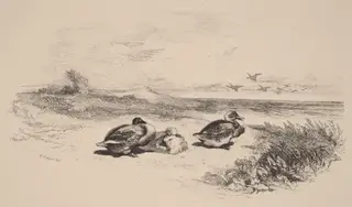 Canards Sauvages, by Karl Bodmer, ink, 1851
