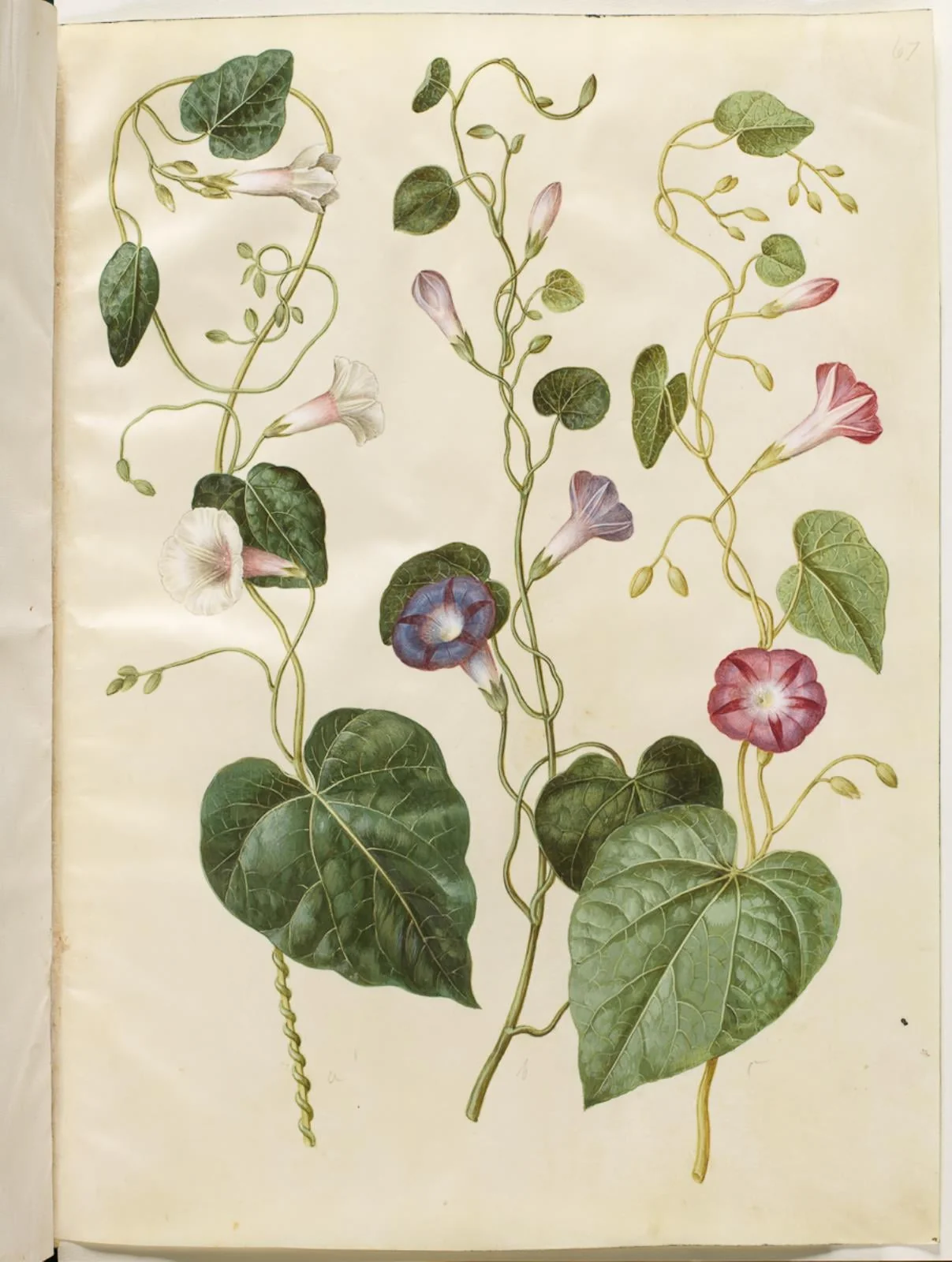 Ipomoea purpurea (purpur-pragtsnerle), detail
