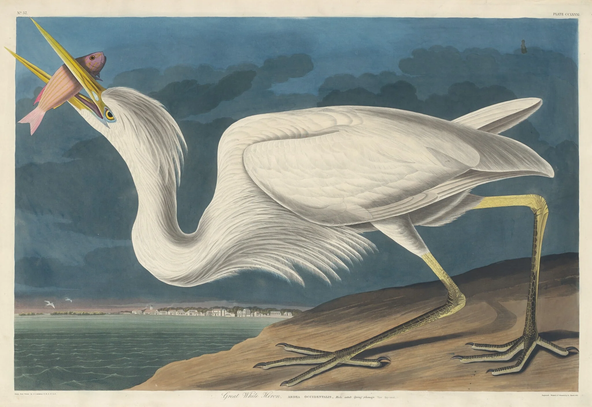 Great White Heron, detail