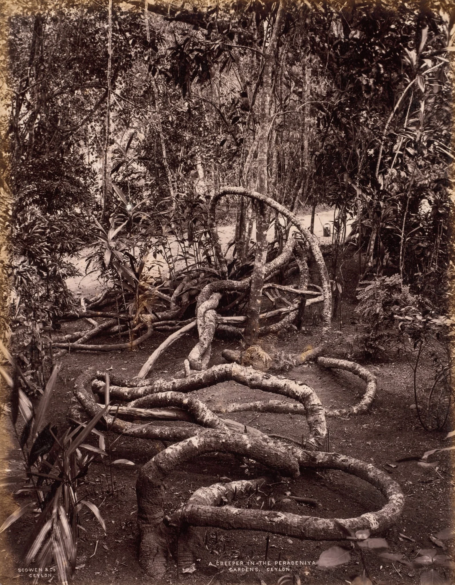 A Creeper in the Peradeniya Gardens, Ceylon, detail