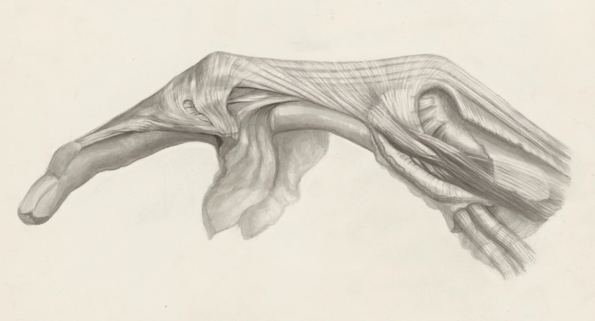 Muscular tissue of the finger, detail