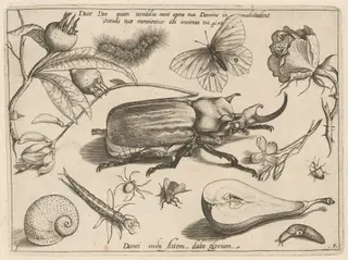 Part 1, Plate 1, from the series Archetypa studiaque (Archetypes and Studies), by Jacob Hoefnagel, ink, 1592