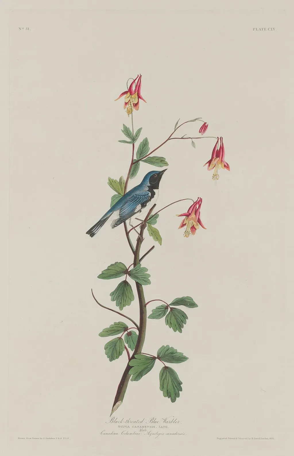 Black-throated Blue Warbler, by Havell, Jr., Robert, ink, 1832