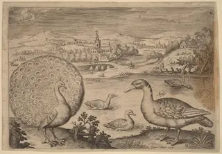 Peacock and Goose, by Adriaen Collaert, ink, 1600