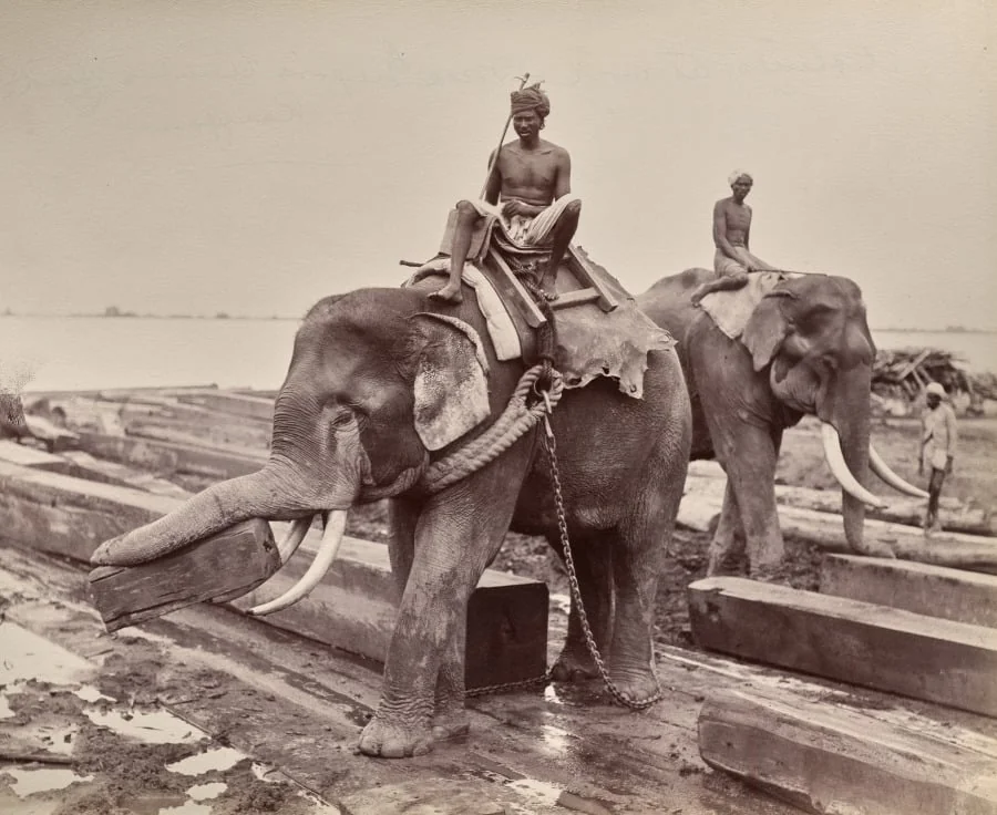 Untitled (elephants moving blocks of wood) (recto), detail