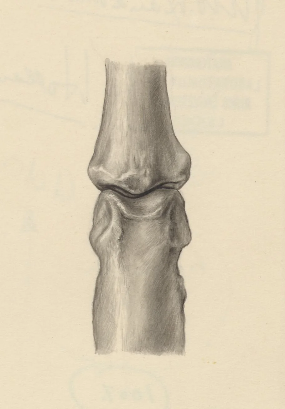 Joints of the hand or fingers, detail