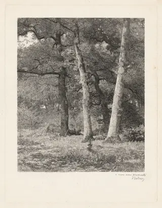A Forest Clearing, by Karl Bodmer, ink, 1851