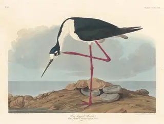 Long-legged Avocet, by Havell, Jr., Robert, ink, 1836