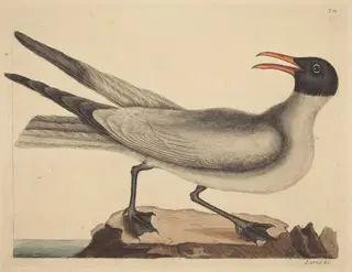 The Laughing Gull (Larus articilla), by Mark Catesby, ink, 1737