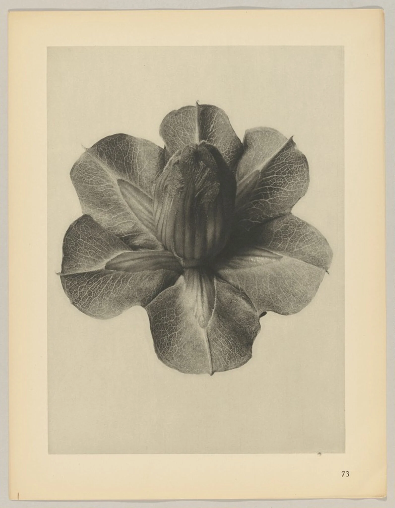 Cobaea scandens, detail