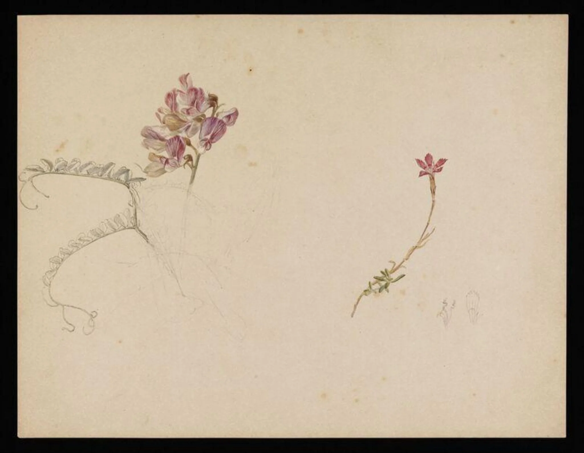Flower studies; a flower similar to purple vetch and dianthus, detail