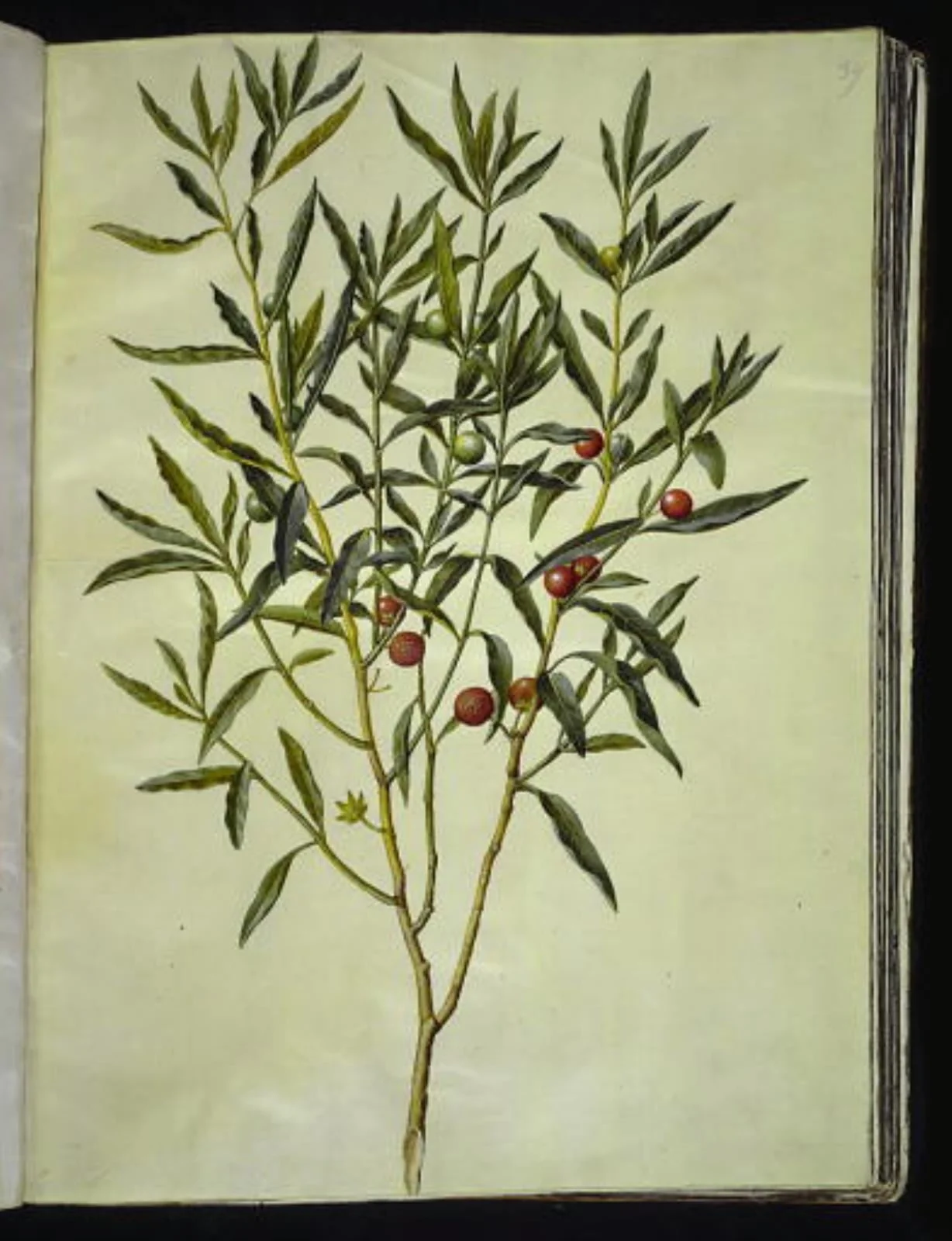 Solanum pseudocapsicum (jerusalem-koralbær), detail