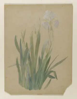 A group of irises, one in flower, by Beatrix Potter, watercolor, 1899