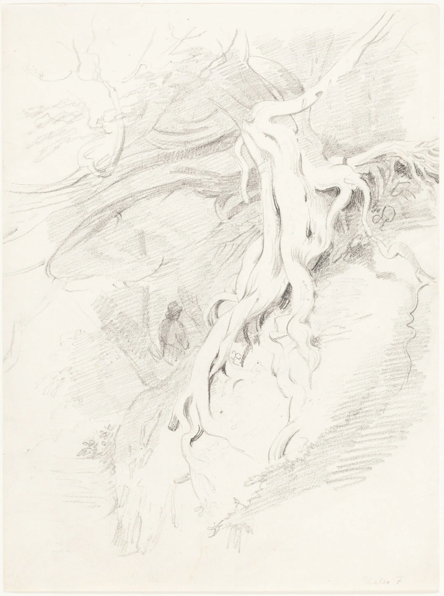 The Yew at Clifton, detail