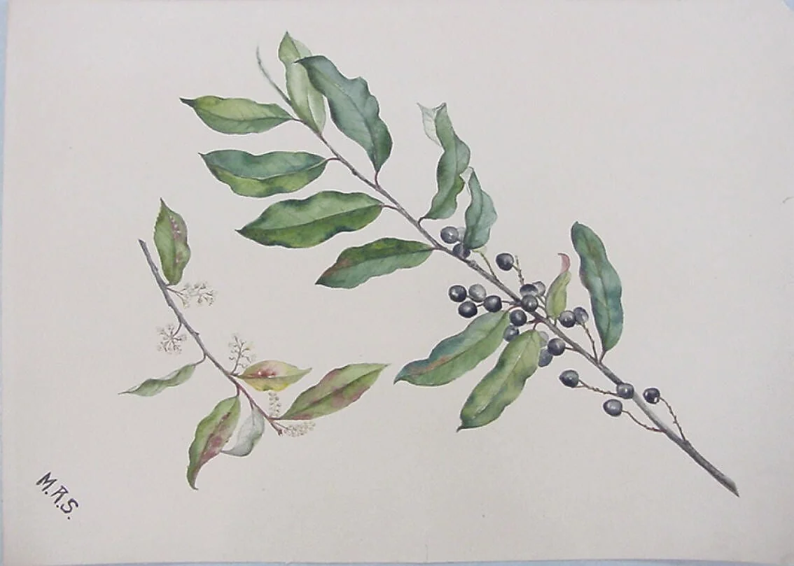 Cherry Laurel (Mock Orange) Bough, detail