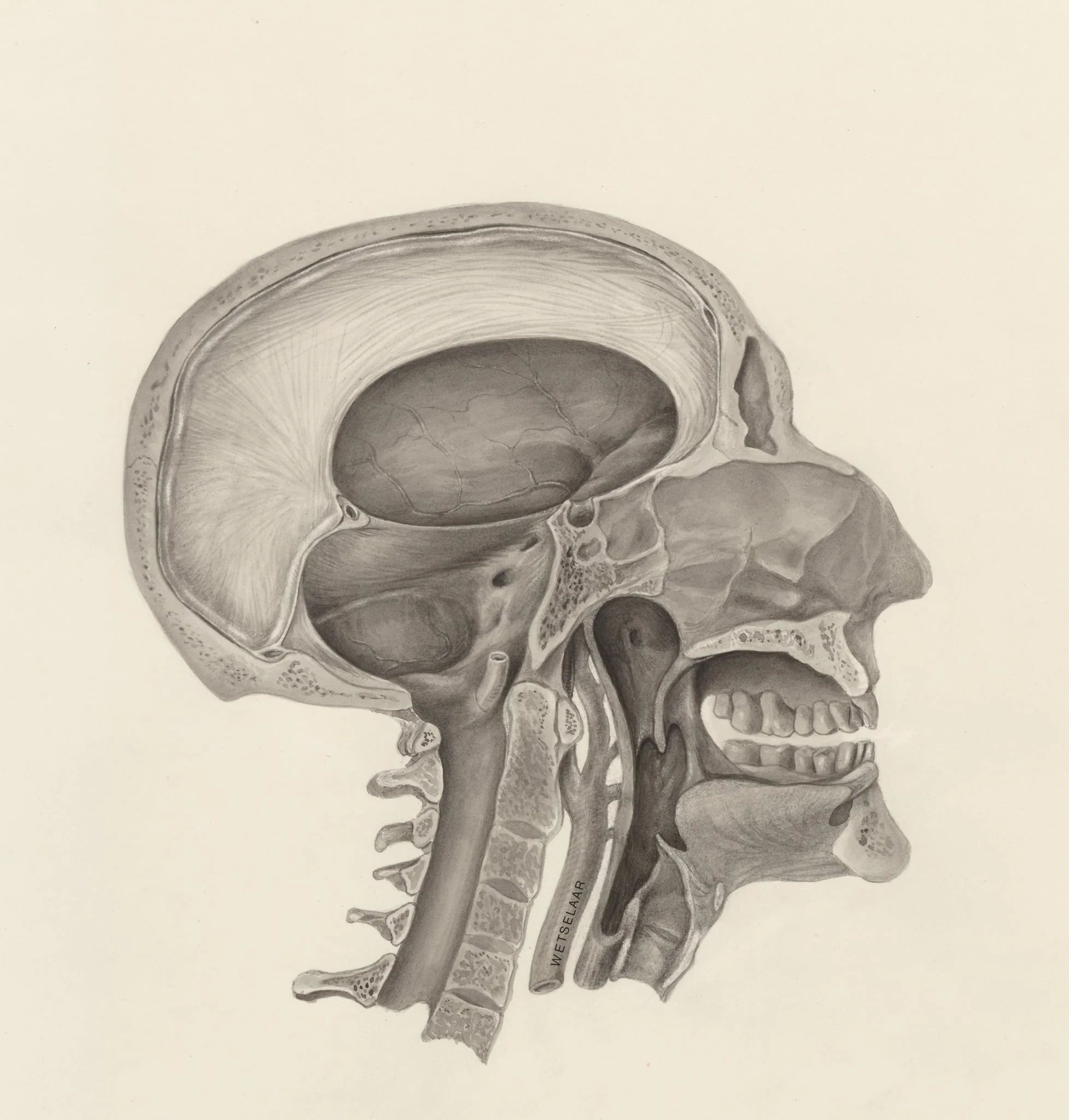 Cross section of the human head, detail