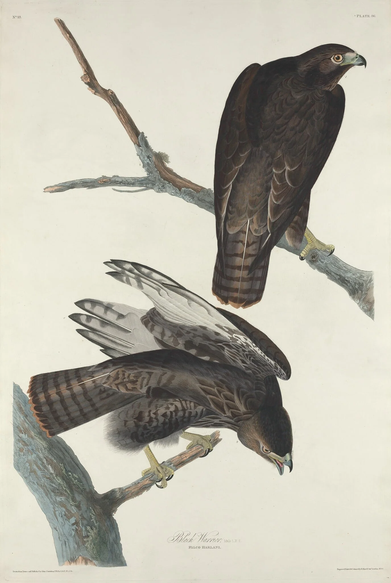 Black Warrior, detail