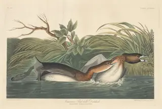 American Pied-Bill Dobchick, by Havell, Jr., Robert, ink, 1835