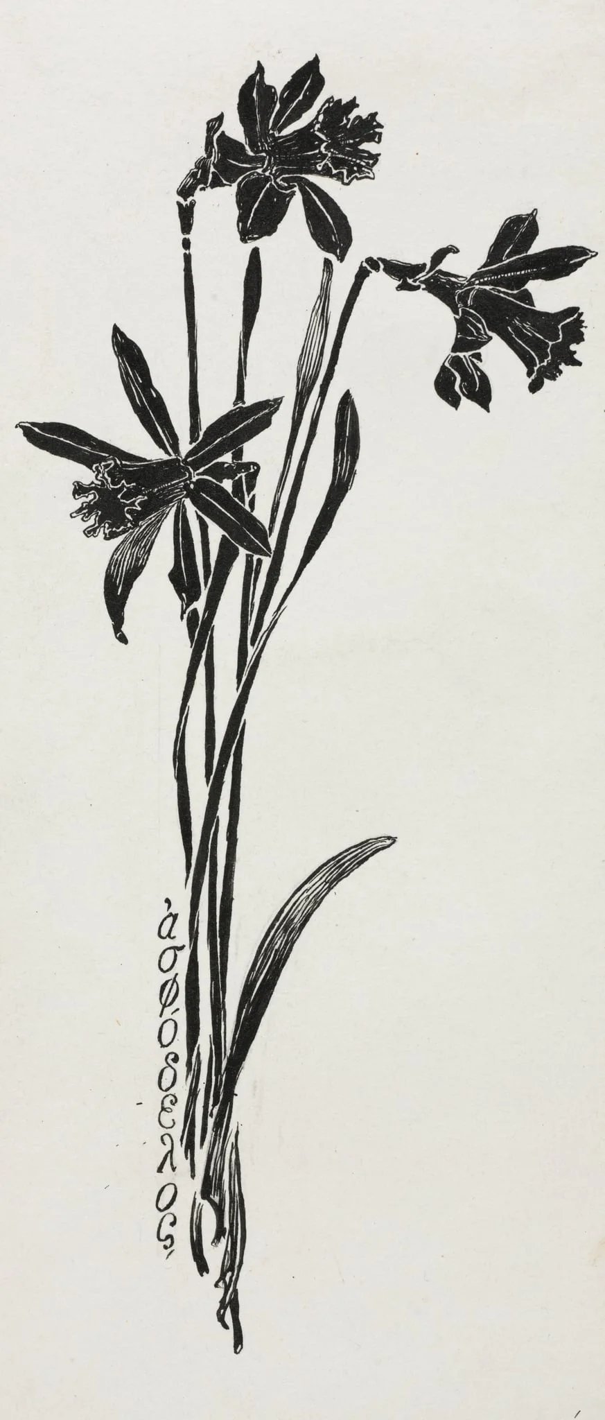 Daffodils, detail