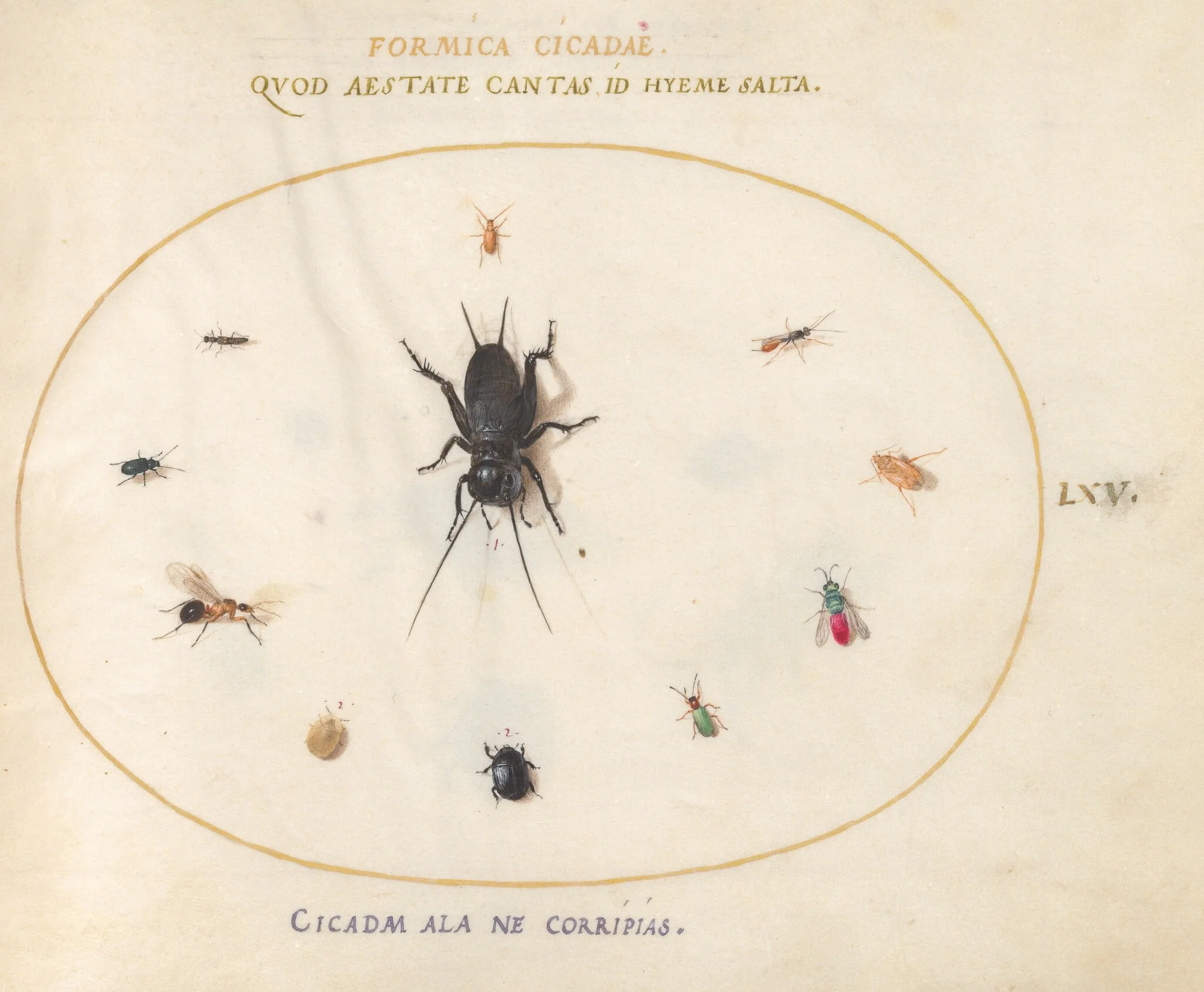 Plate 65: A Cricket Surrounded by Insects, Including a Ruby-Tailed Wasp, detail