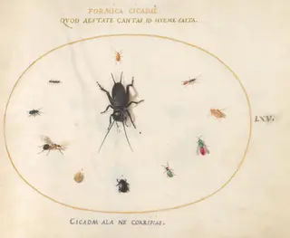 Plate 65: A Cricket Surrounded by Insects, Including a Ruby-Tailed Wasp, by Joris Hoefnagel, gouache, 1594