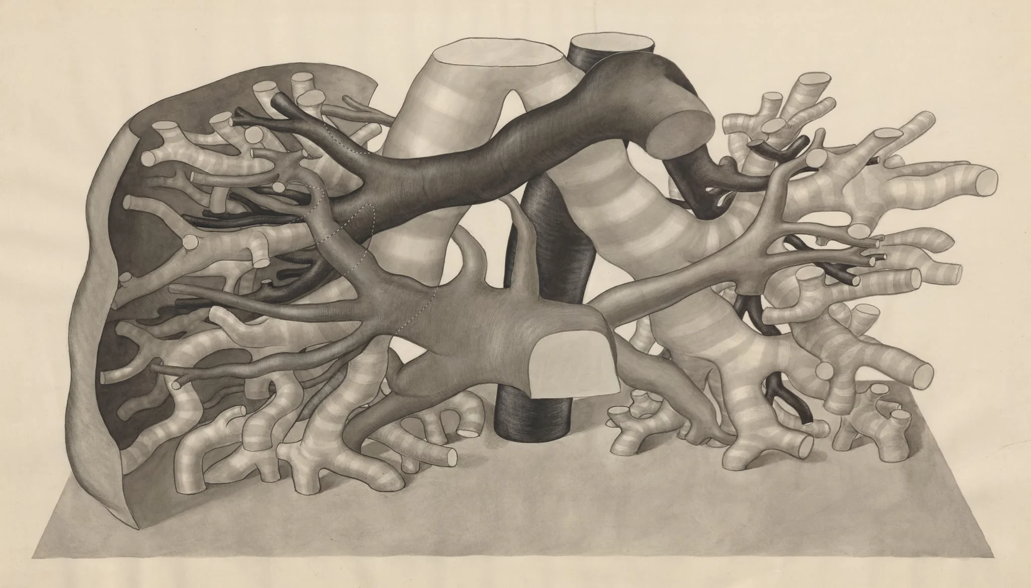 Lungs, detail