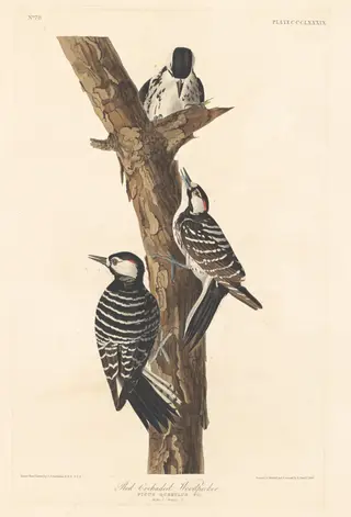 Red-cockaded Woodpecker, by Havell, Jr., Robert, ink, 1837