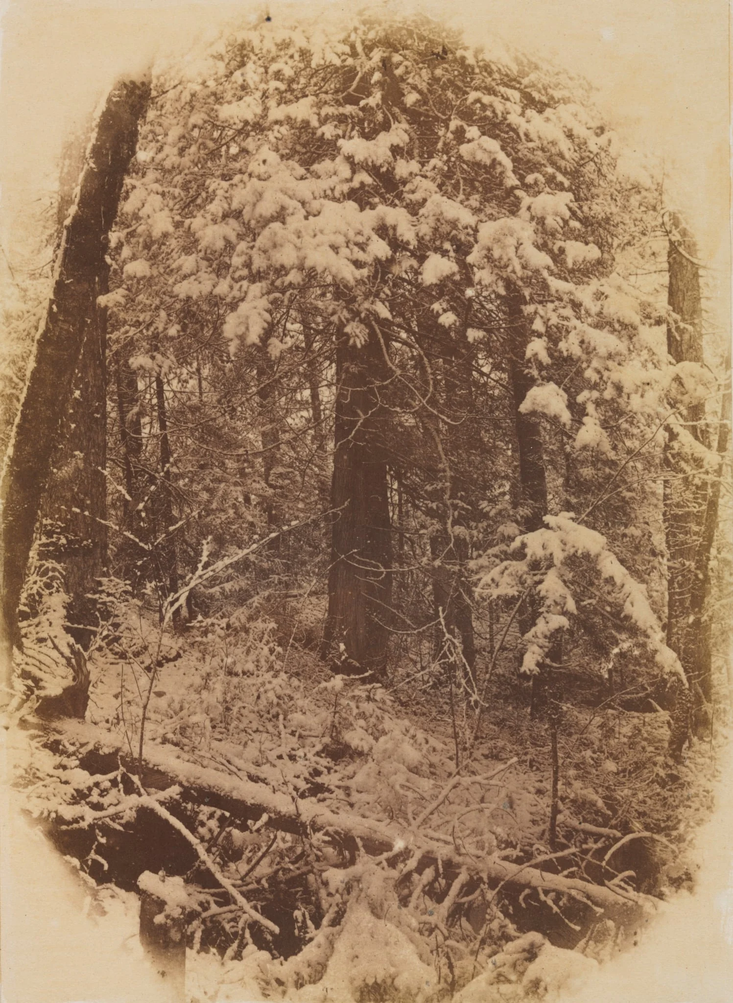 Untitled (Woods in Snow), detail