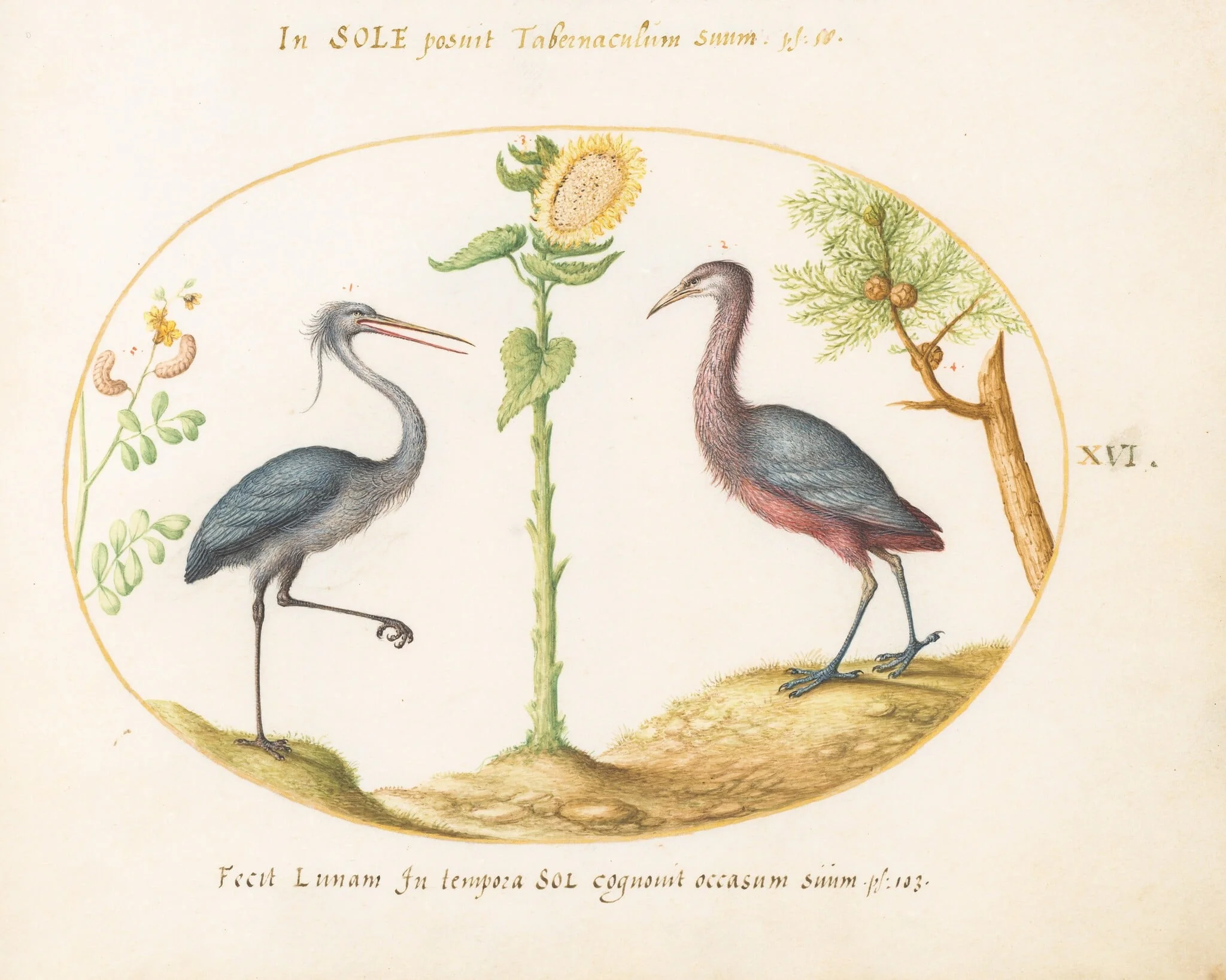 Plate 16: Gray Heron and Purple Heron(?) with a Sunflower, detail